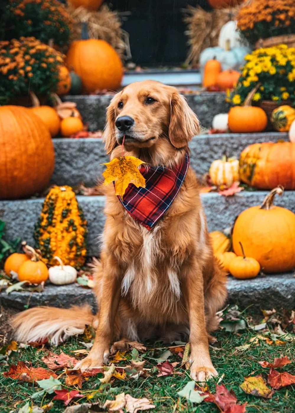 Kiel James Patrick Apple Cider Flandana^ Adventure Bandanas