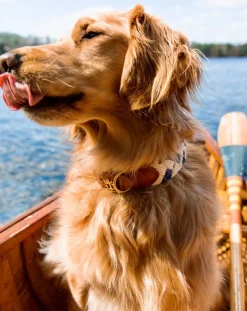 Kiel James Patrick Brenton Cay Dog Collar^ Leashes & Collars