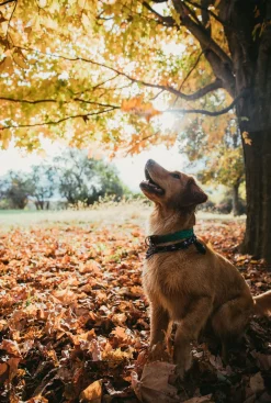 Kiel James Patrick Captain Oscar O'Leary Dog Collar^ Leashes & Collars