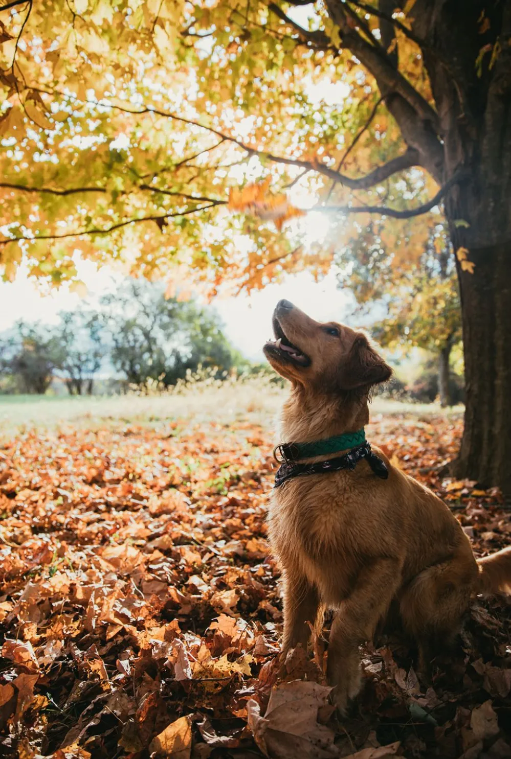 Kiel James Patrick Captain Oscar O'Leary Dog Collar^ Leashes & Collars