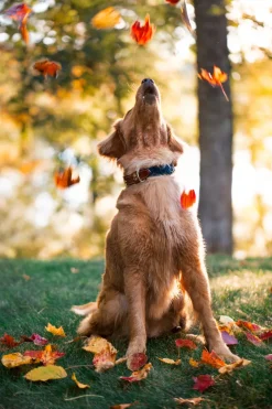 Kiel James Patrick Hortock'S Compass Rose Dog Collar^ Leashes & Collars