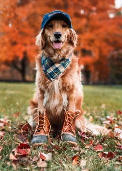Kiel James Patrick New England House Flandana^ Adventure Bandanas